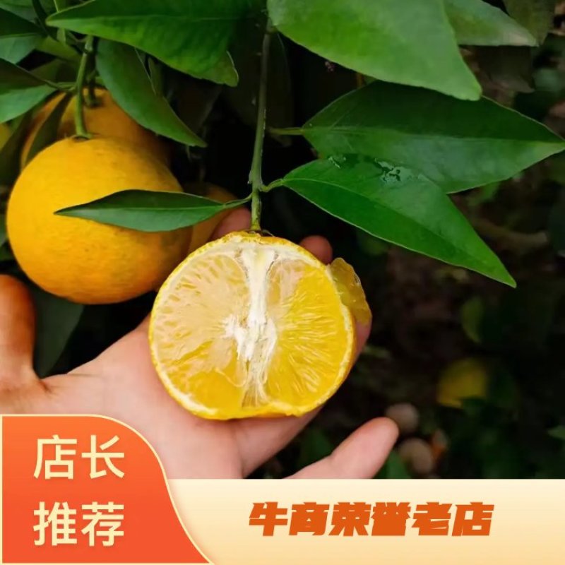 【荐】精品四川爱媛38果冻橙大量上市现订现摘诚信经营