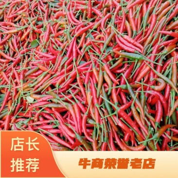 优质天香辣椒，艳红米椒，小米椒，一手货源，欢迎联系