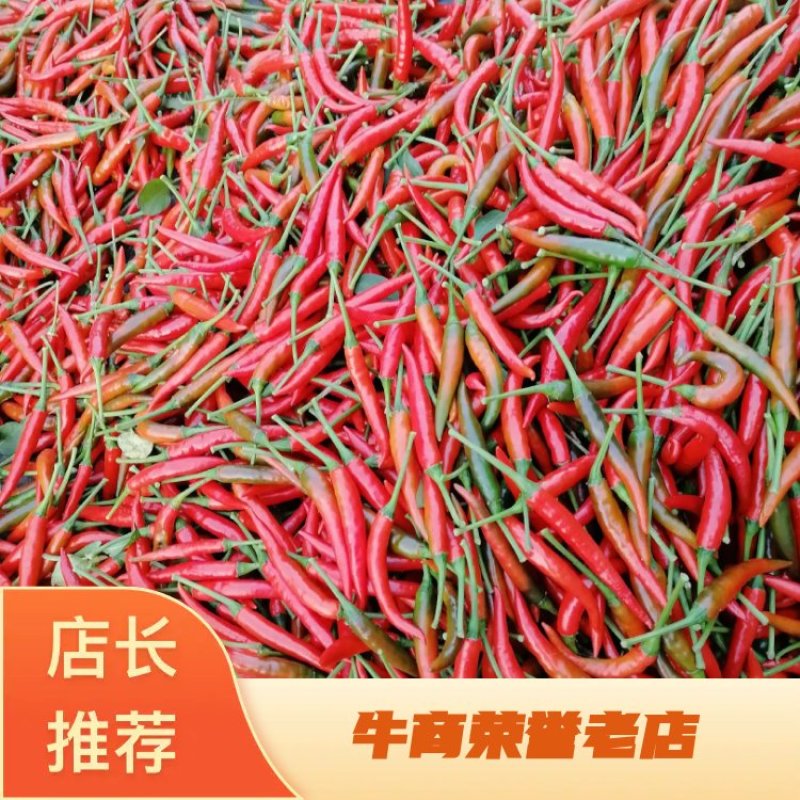 优质天香辣椒，艳红米椒，小米椒，一手货源，欢迎联系