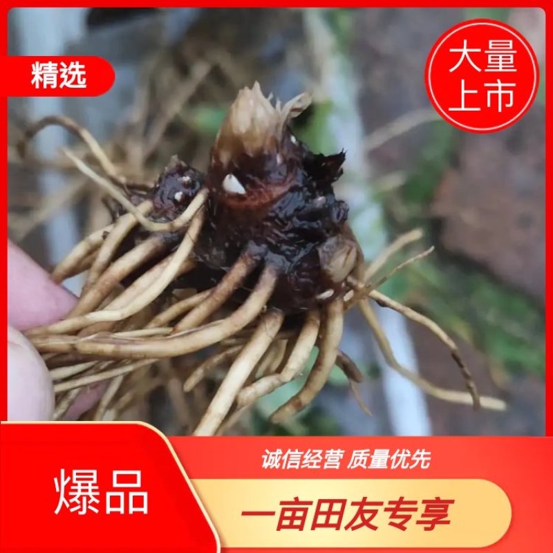 东北当地优选苍术种苗，纯度好，成活率高，产地发货，量大从优