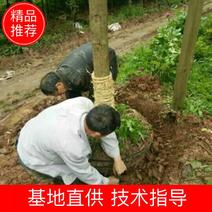 金丝楠木米径12公分，浙江楠木，大量上市，产地直发