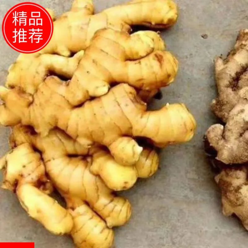【小黄姜】山东小黄姜种植基地规格齐全个头大品质保证