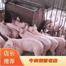 仔猪批发基地。送猪到家。长白猪苗吃的多长得快。价格美丽。