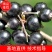 黑加仑树苗树葡萄苗南北方种植黑加仑树葡萄苗盆栽地栽果树苗
