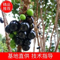 广西精品嘉宝果树苗四季艾斯卡嫁接苗沙巴提供技术指导
