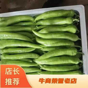 辽宁海城尖椒大量有货保质保量货源充足，欢迎各地采购商前来