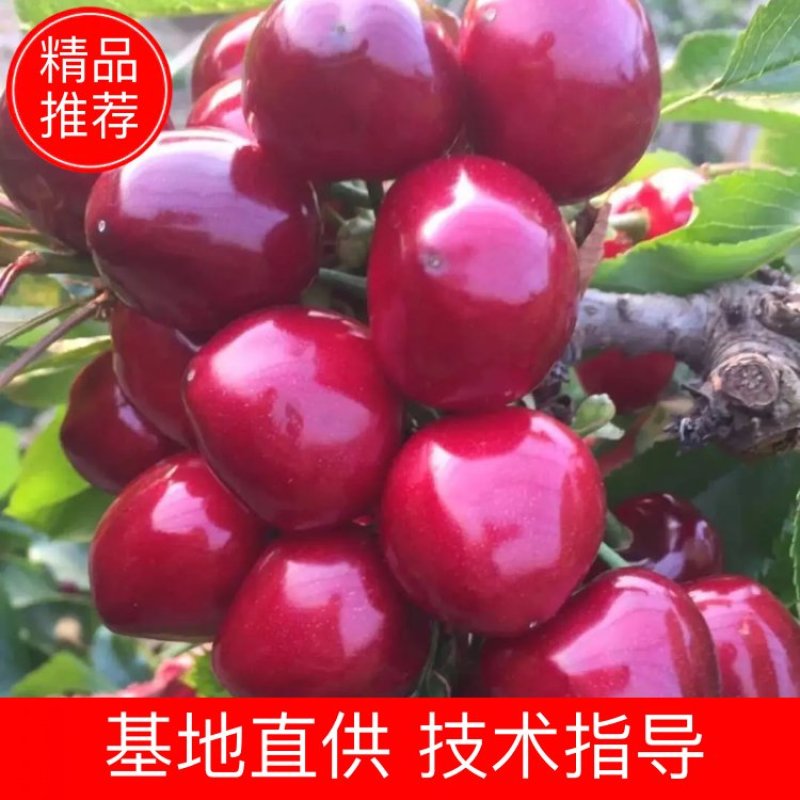 【精品】红妃樱桃苗玛瑙红樱桃苗车厘子苗，一手货源红品种纯正