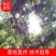 五月脆李子苗，一手货源，五月份成熟，早熟优先上市技术指导
