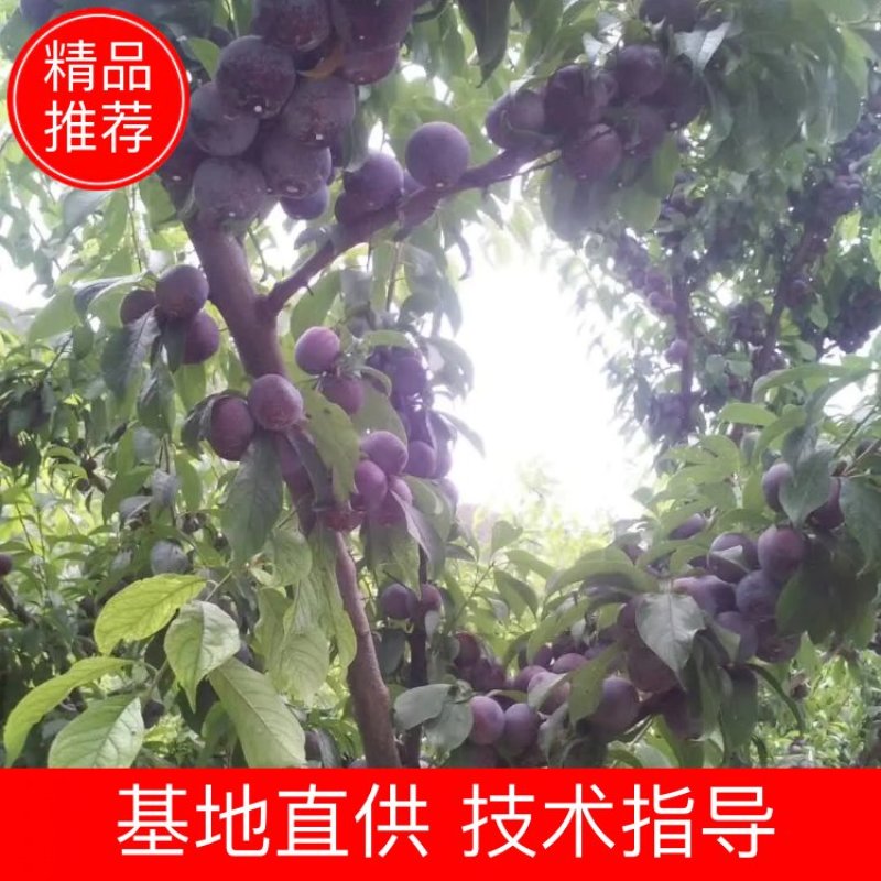 五月脆李子苗，一手货源，五月份成熟，早熟优先上市技术指导