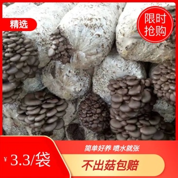 平菇发酵料菌包优质发满菌菌包，无风险，产量高，产地直销
