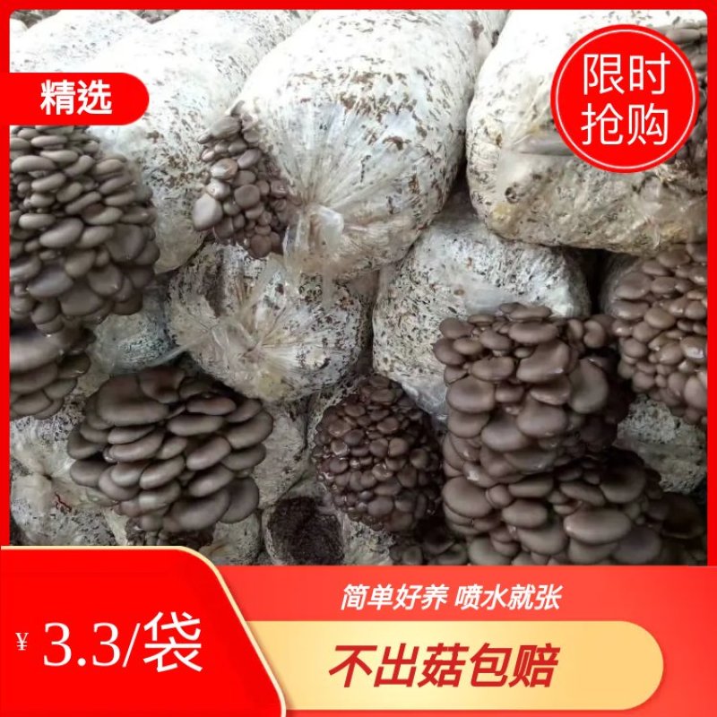 平菇发酵料菌包优质发满菌菌包，无风险，产量高，产地直销
