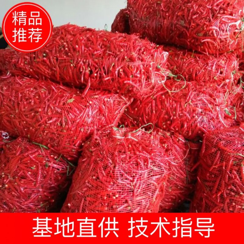 河南精品干辣椒高辣819上通货9成干以上欢迎电话联系