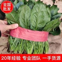 【有好货】大叶菠菜黑叶/圆叶红根精品现货高22-25公分批发