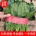 【有好货】大叶菠菜黑叶/圆叶红根精品现货高22-25公分批发