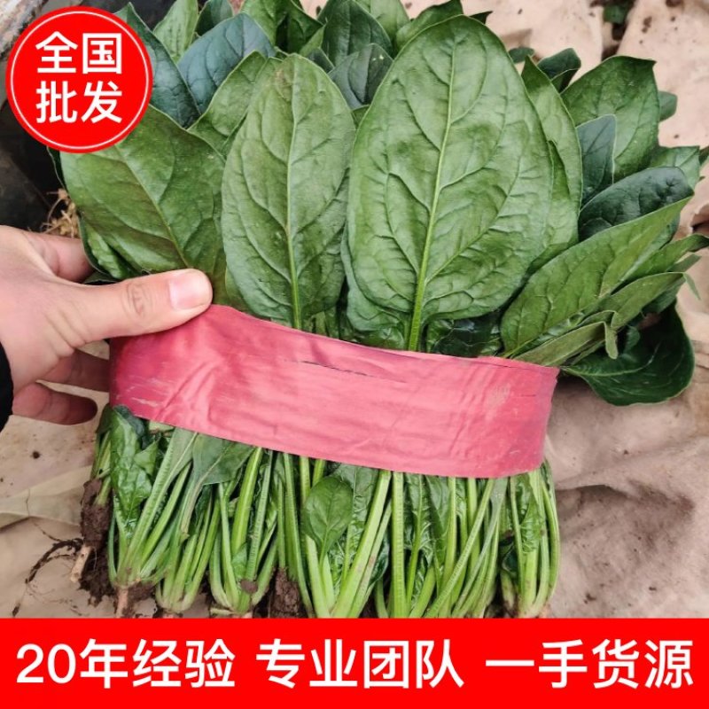 【有好货】大叶菠菜黑叶/圆叶红根精品现货高22-25公分批发