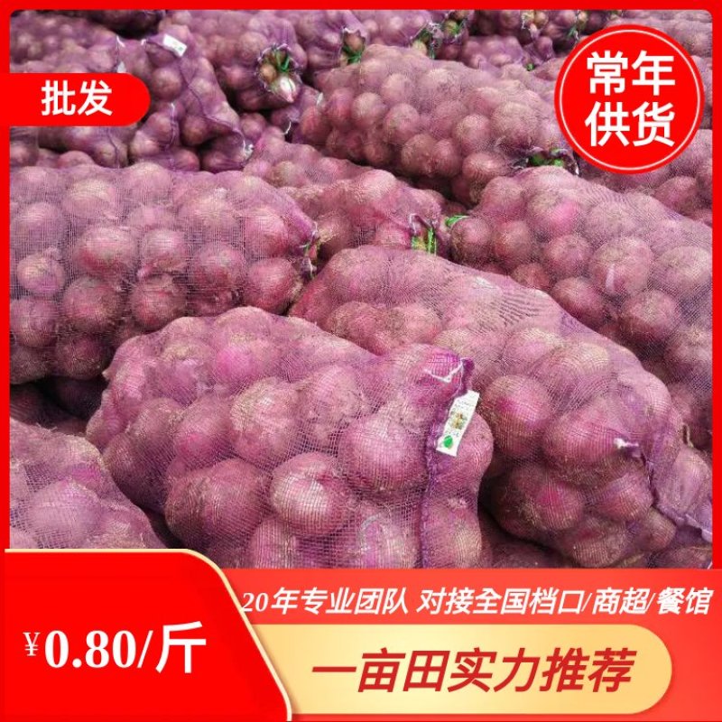 【全国批发】特大精品洋葱红皮/二红新鲜速达常年供应量大