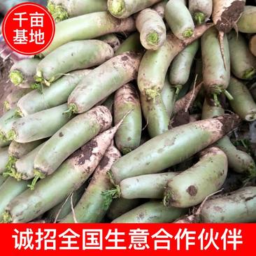 【好货精选】优质特大青萝卜2.5~3斤起现挖现发坏果秒赔量大