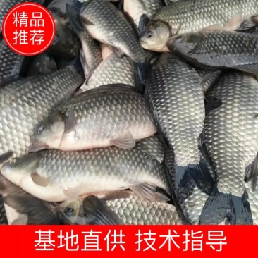 中科三号鲫鱼欢迎新老客户垂询，如有朋友问起，就说是一亩田