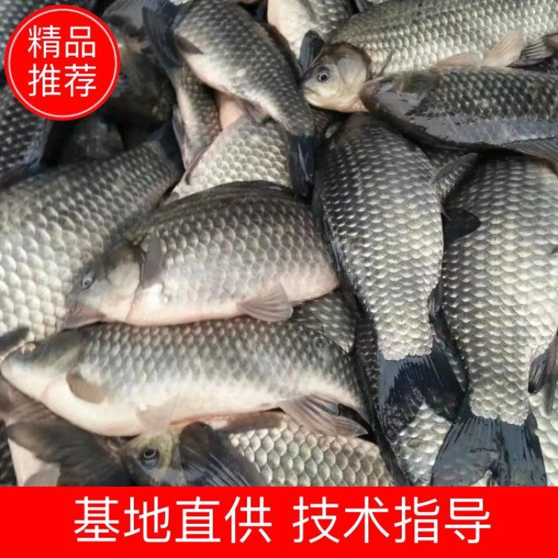 中科三号鲫鱼欢迎新老客户垂询，如有朋友问起，就说是一亩田