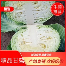 包菜包菜大量包菜大上市万亩基地市场电商食堂