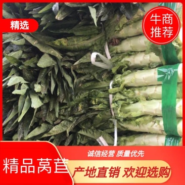 莴笋，红叶大棚莴笋，45公分，商超质量，产地直发
