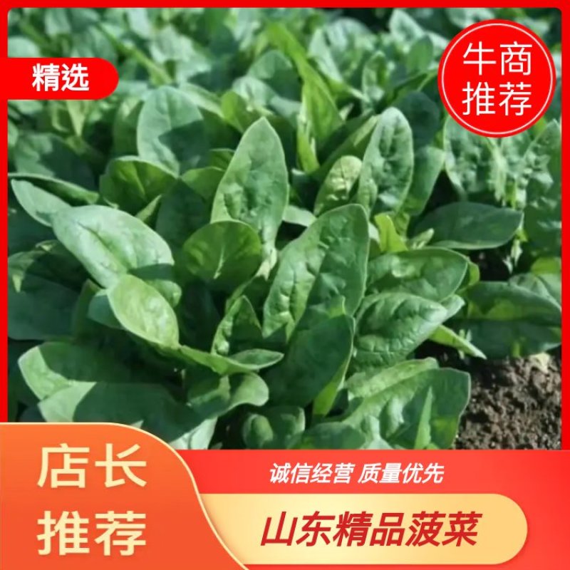 山东潍坊精品菠菜产地现割货源稳定可视频看货欢迎咨询