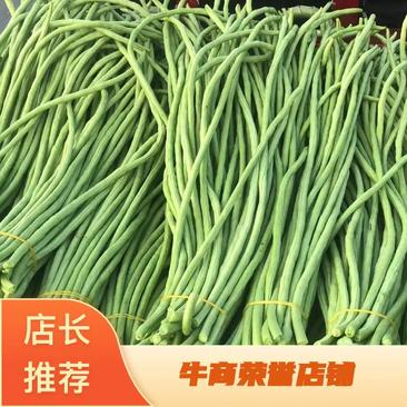 广西合浦:新苗长豆角大量上市中心地带专业代办精品长豆角