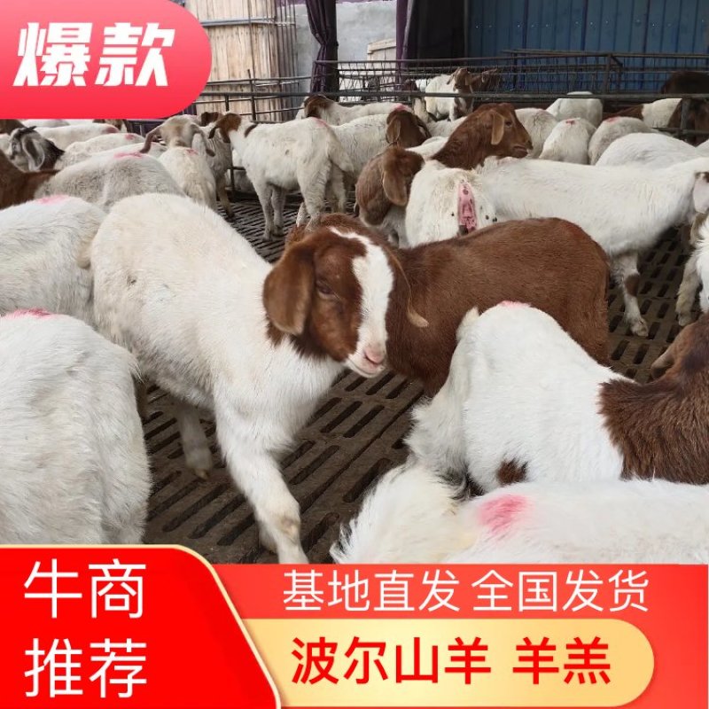 波尔山羊，羊羔，头胎孕羊公母都有，价格详谈，可视频选羊