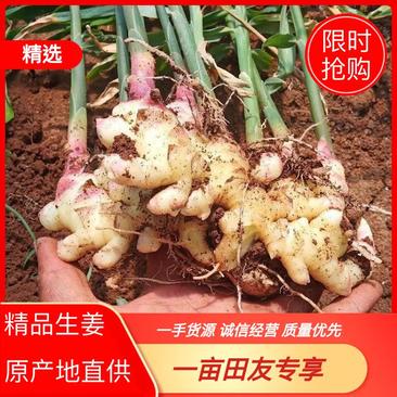 精品云南大黄姜生姜产地现挖直发商超品质全国发货