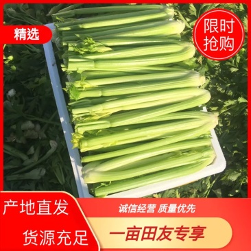 大棵、中棵优质杭州西芹，量大质优，可根据客户要求加工。