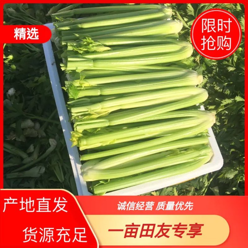 大棵、中棵优质杭州西芹，量大质优，可根据客户要求加工。