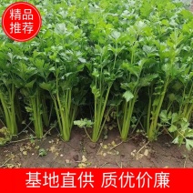 芹菜山东西芹芹菜上市中，优质细棵.中棵菜做工精细