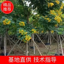 黄花槐福建漳州黄花槐绿化庭院设计基地直供应大小规格