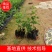 紫花马樱丹福建漳州马樱丹绿化庭院设计基地直供