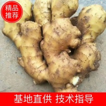 山东优质大黄姜种植基地产地直发可视频看货可发车
