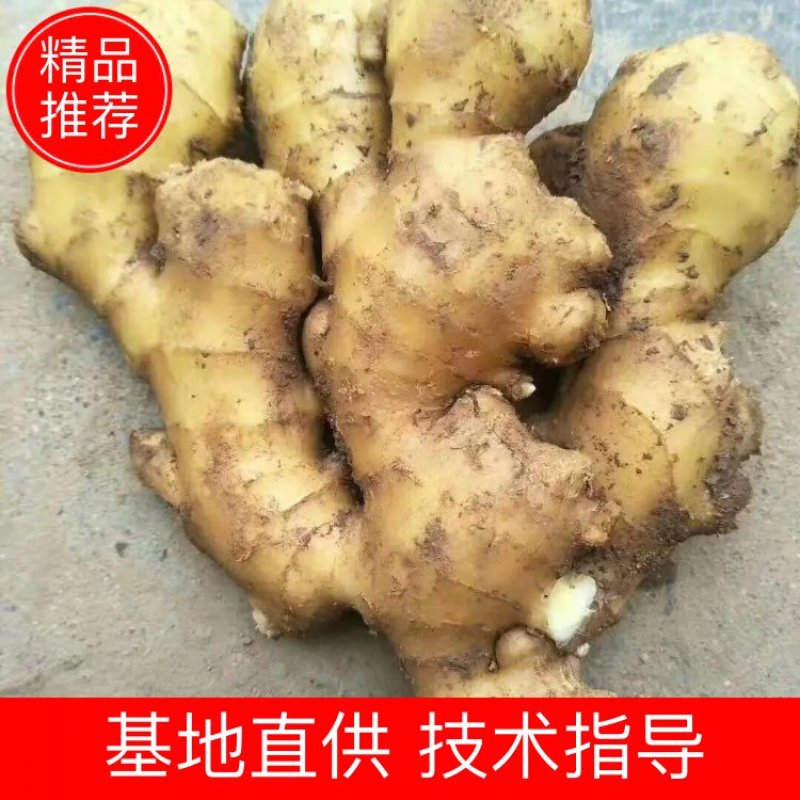山东优质大黄姜种植基地产地直发可视频看货可发车