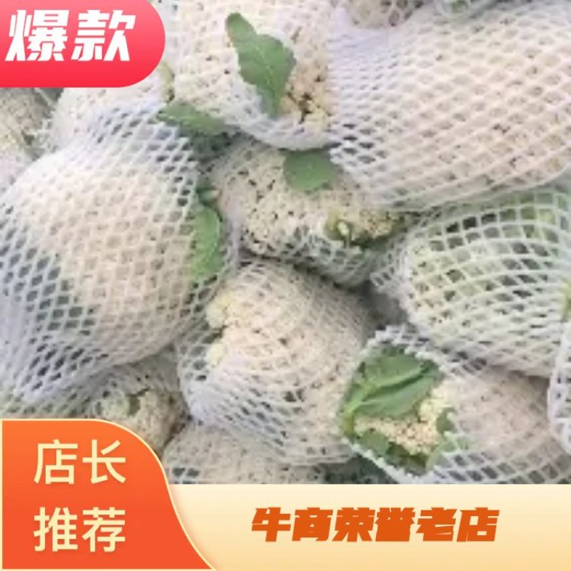 河南南阳新里松花菜产地直销大量现货诚信合作欢迎咨询