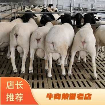 杜寒多胎母羊，澳寒多胎母羊萨福克羊全国发货