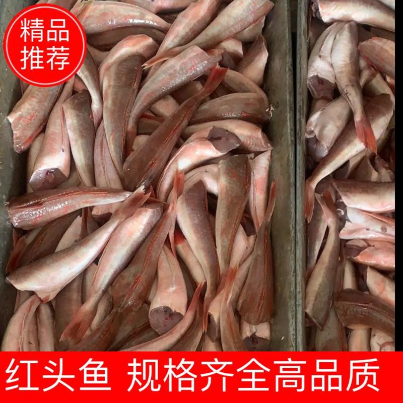 【红头鱼】红娘鱼红六角原料和成品都批发供应全国