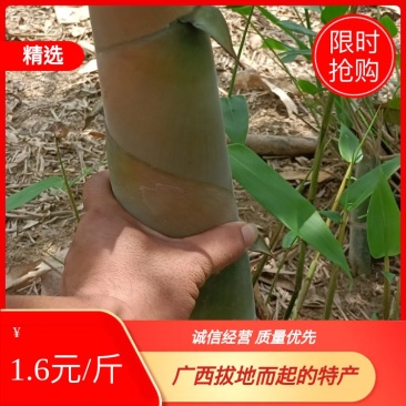 广西拨地而起的特产，大量新鲜竹笋，酸竹笋，待售中