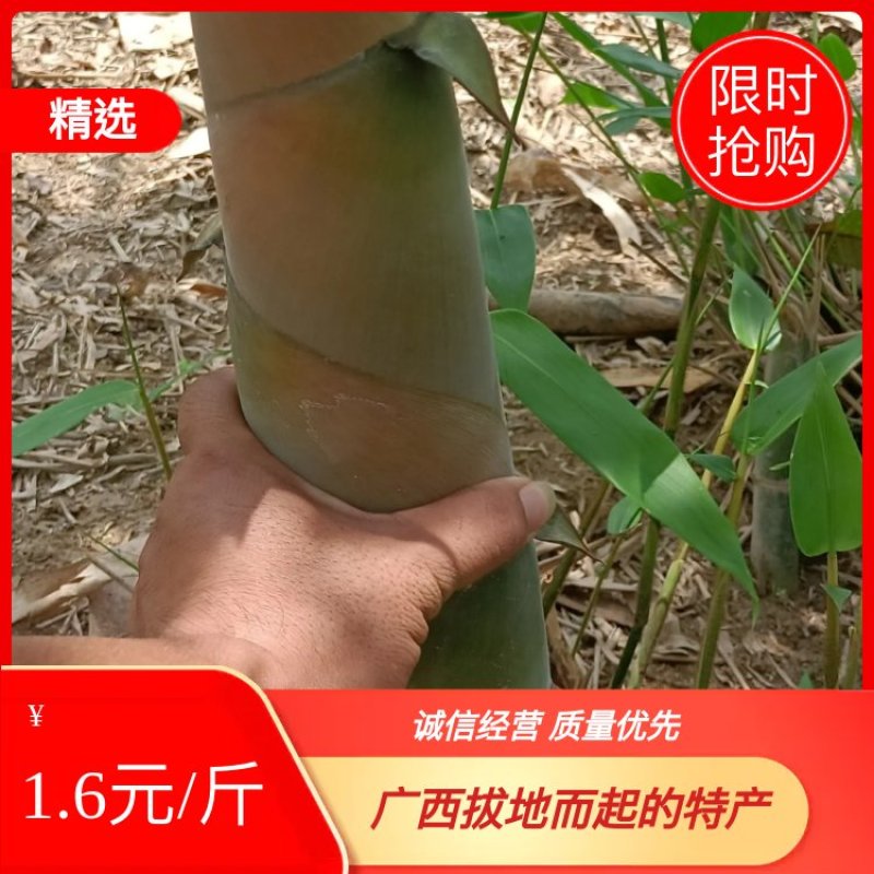 广西拨地而起的特产，大量新鲜竹笋，酸竹笋，待售中