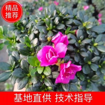 紫色杜鹃，基地直销，精选发货比利时杜鹃花盆栽四季开花