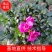 紫色杜鹃，基地直销，精选发货比利时杜鹃花盆栽四季开花