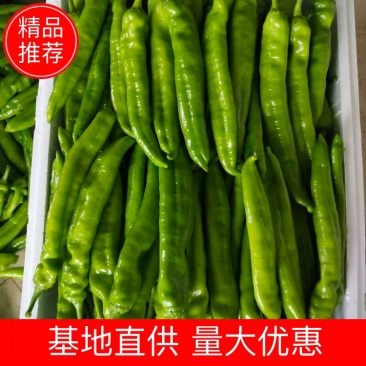 新鲜辣椒质量好价格优欢迎广大客户咨询合作