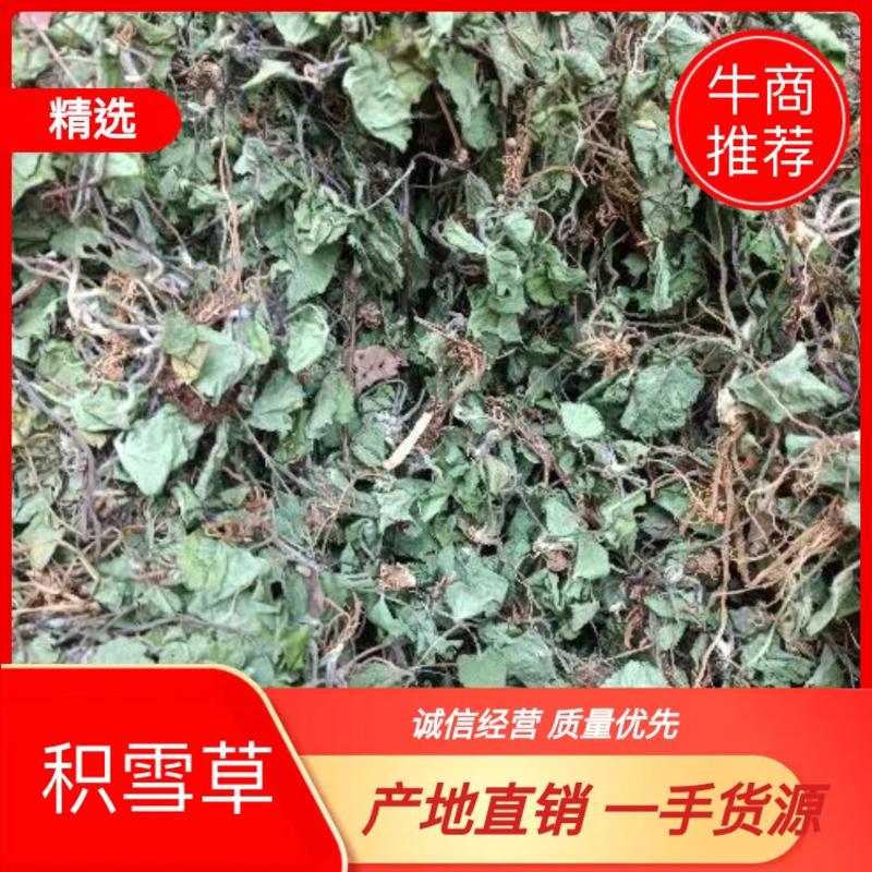 积雪草，又名马蹄草，产于贵州省黔西南州，纯野生，