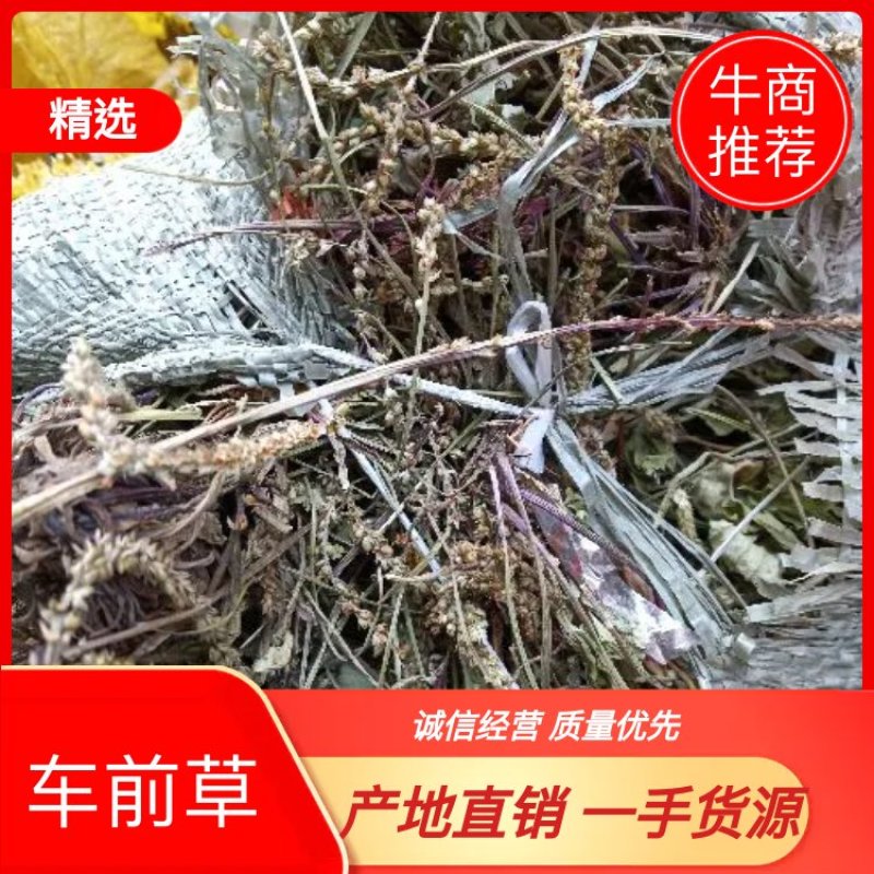 车前草！贵州省黔西南州的野生货！诚信经营。