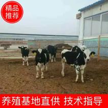 【牛犊】奶牛牛犊养殖基地直供可视频包回收