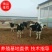 【牛犊】奶牛牛犊养殖基地直供可视频看货包回收