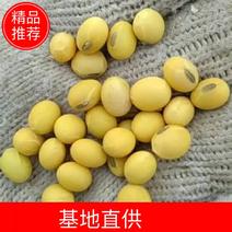 忻州黄豆大量上市，产地直供蛋白43，水分10，