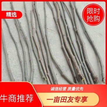 【精品】产地直供无刺花椒嫁接枝条(接穗)量大从优